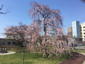 ２８さくら